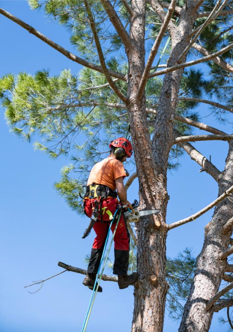 pruning a tree 2021 08 30 02 13 09 utc